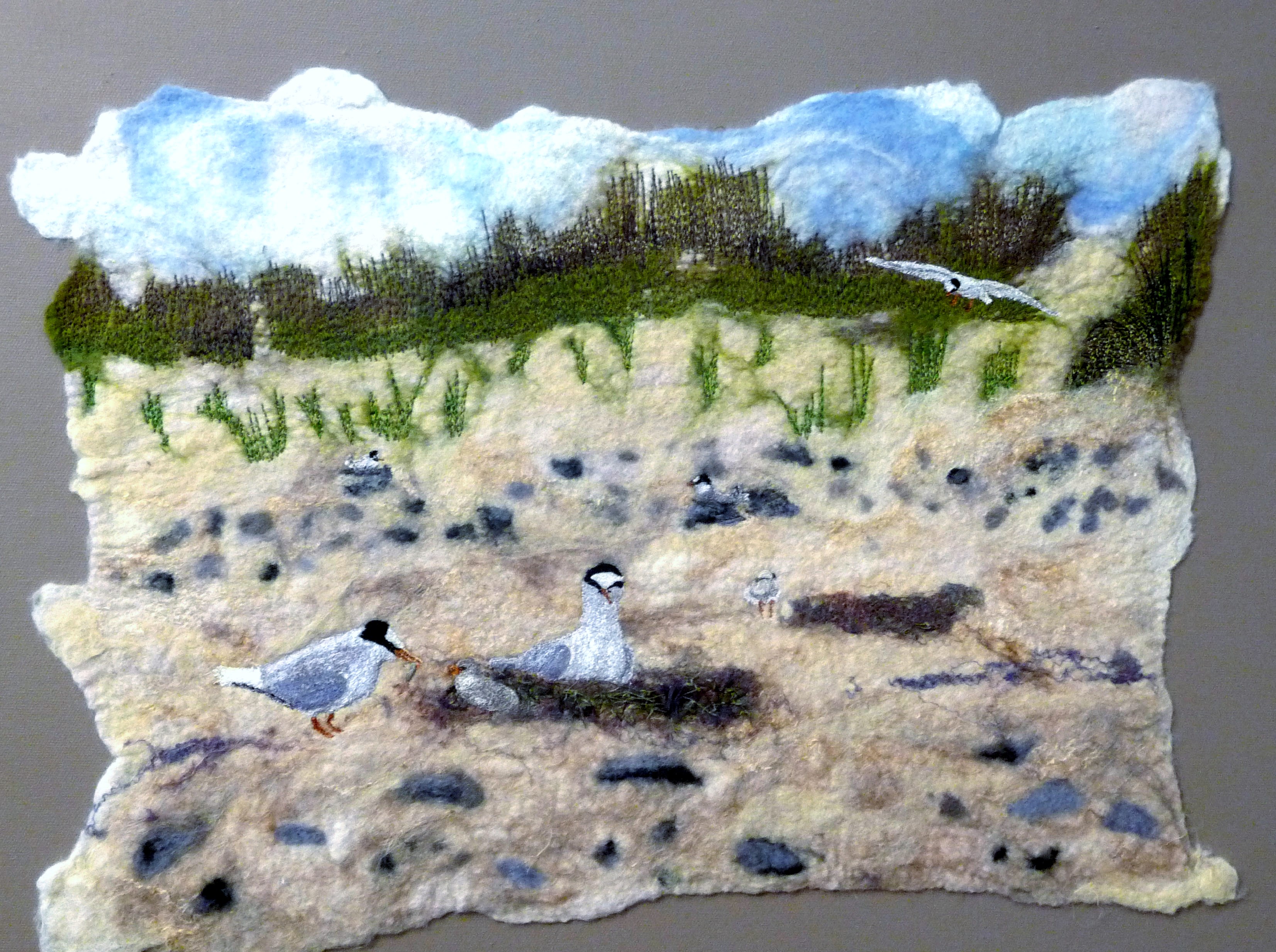 LITTLE TERNS AT GRONANT SAND by Suzanne Owen