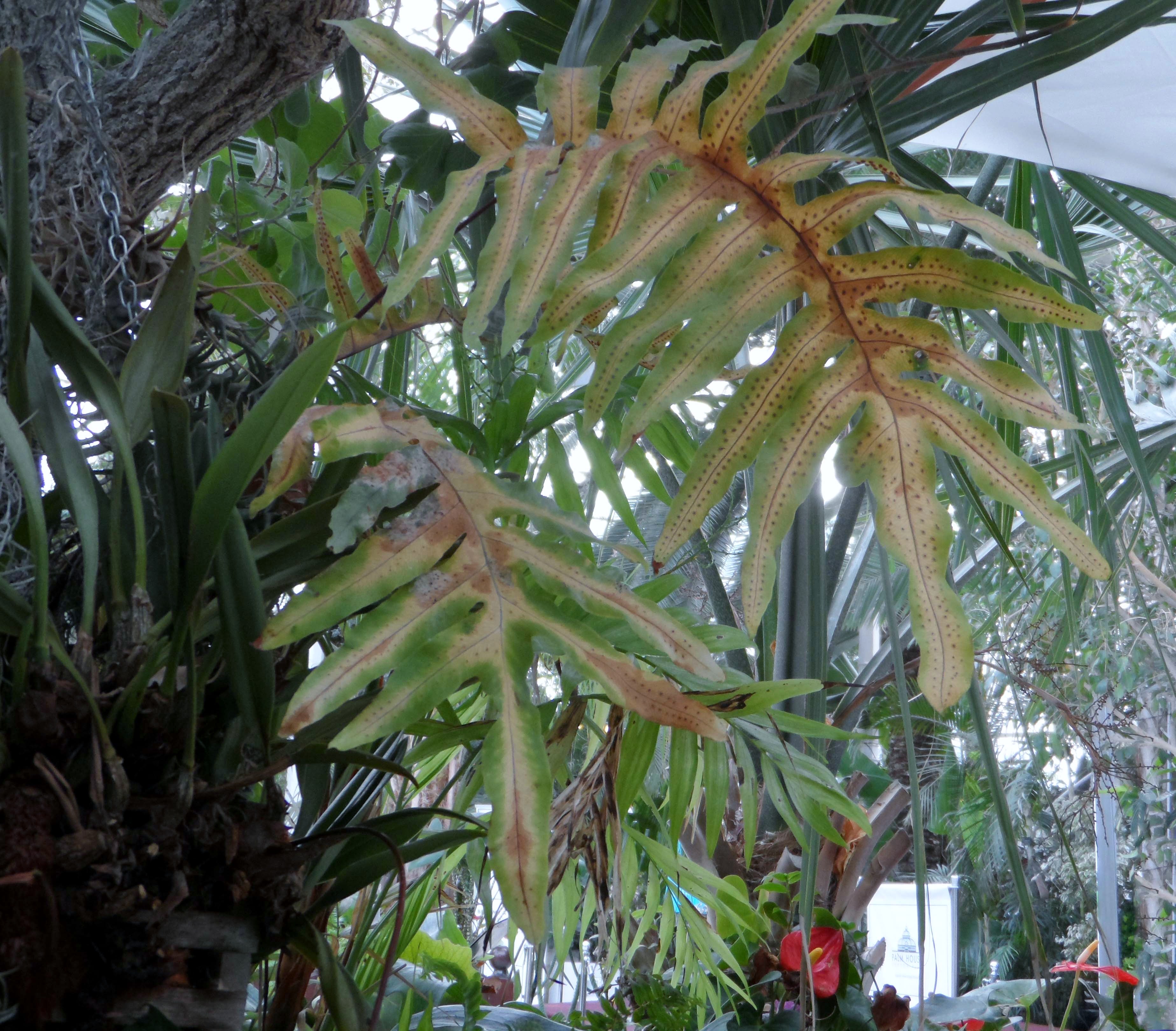 foliage in Sefton Park Palm House, Contemporary Threads exhibition, Sefton Palm House, Feb 2022