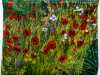 entry to Capability Brown Festival with Embroiderers' Guild, POPPIES IN THE WILD GARDEN AT WHITTINGTON PARK by Betty Fraser Myerscough