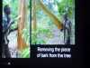slide by Bobby Britnall showing bark being removed from a matuba tree