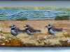 LITTLE RINGED PLOVERS & HILBRE ISLAND by Ros Cormack, hand stitched