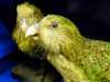 (detail) Taxidermy Kakapo, MEG behind the scenes tour at Liverpool World Museum, 2018