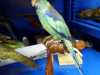 Taxidermy, Port Lincon Parrot from W. Australia, MEG behind the scenes tour at Liverpool World Museum, 2018