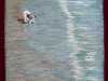 FROM WORTHING PIER by Wendy Neale