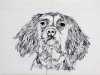 SPANIEL by Jenny Dewhurst