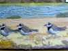 LITTLE RINGED PLOVERS, Ros Cormack