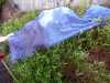 as in olden times , drying wet fabric in the sunshine on a hedge