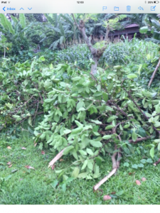 cyclone hits Sreepur causing damage, June 2020