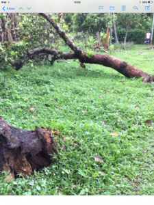 cyclone hits Sreepur causing damage, June 2020