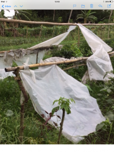 cyclone hits Sreepur causing damage, June 2020